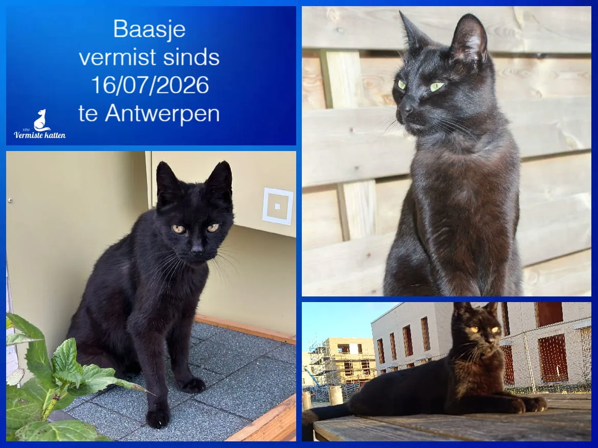 Baasje