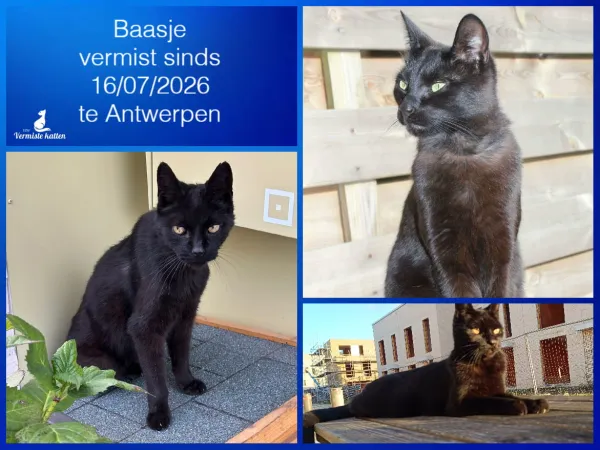 Baasje