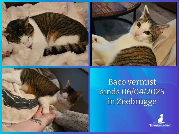 Baco