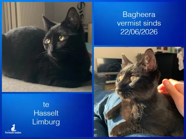 Bagheera