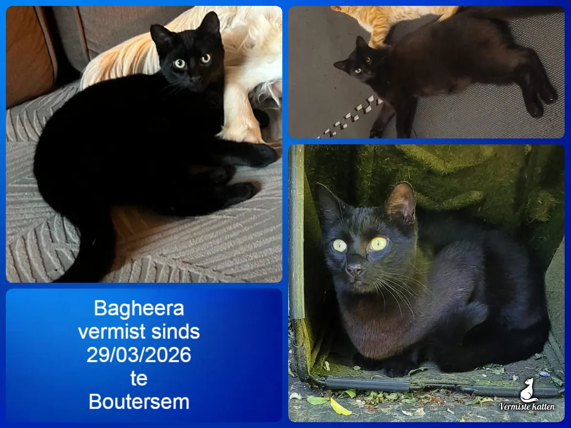 Bagheera
