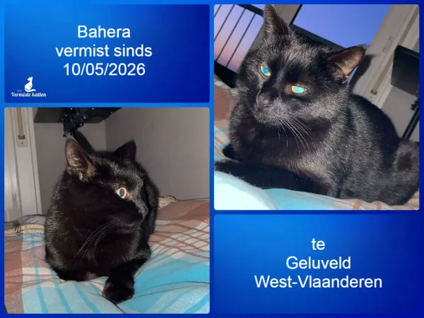 Bahera