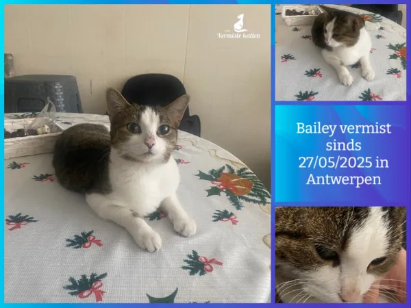 Bailey