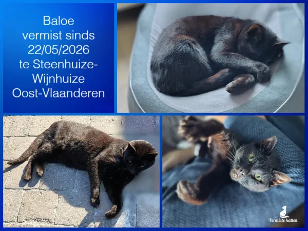 Baloe