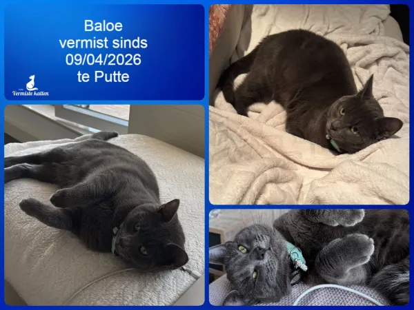Baloe