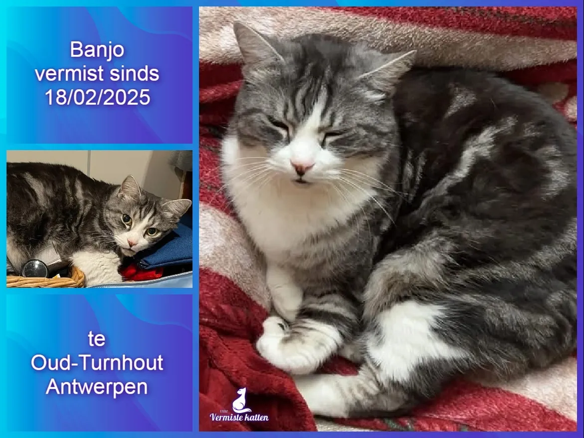 Banjo