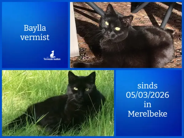 Baylla