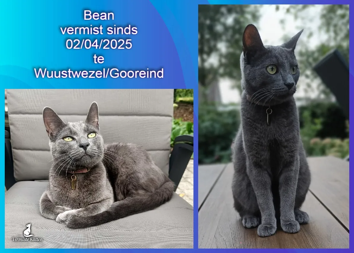 Bean