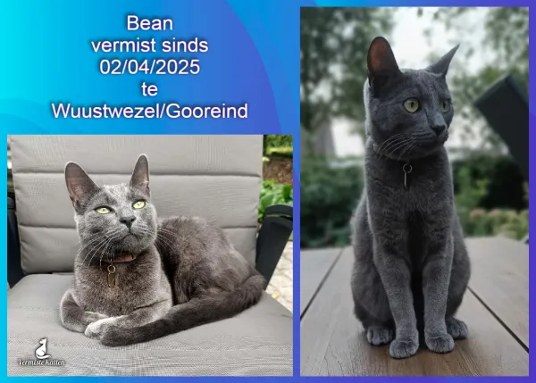 Bean