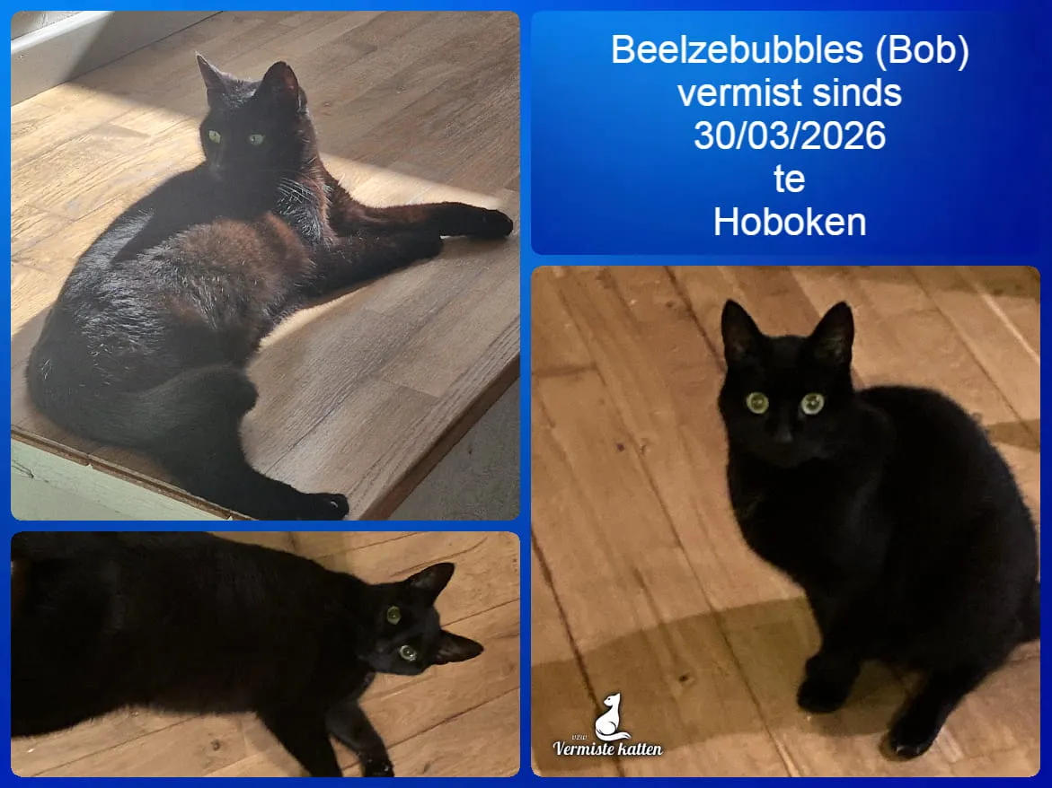 Beelzebubbles (Bob)