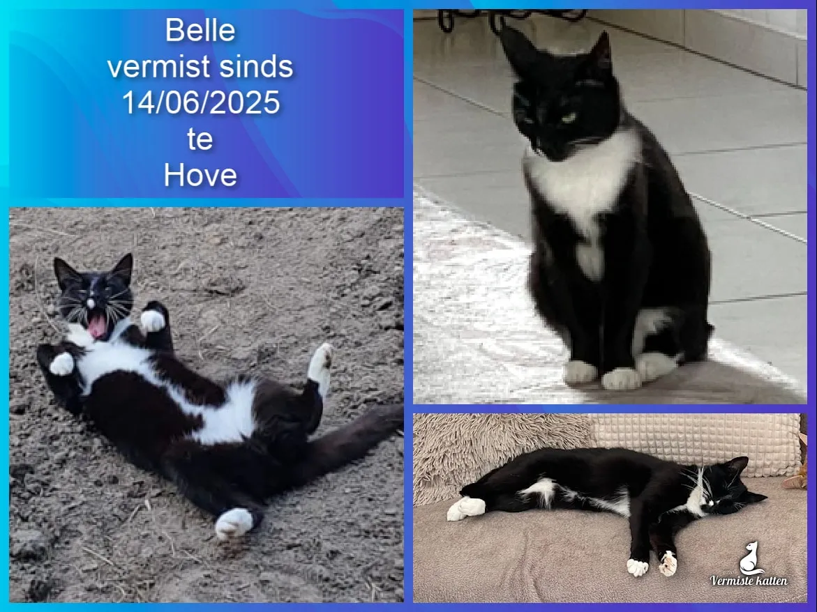 belle