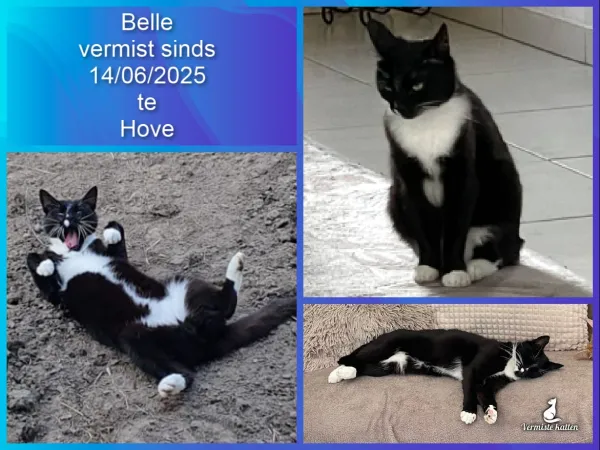 belle