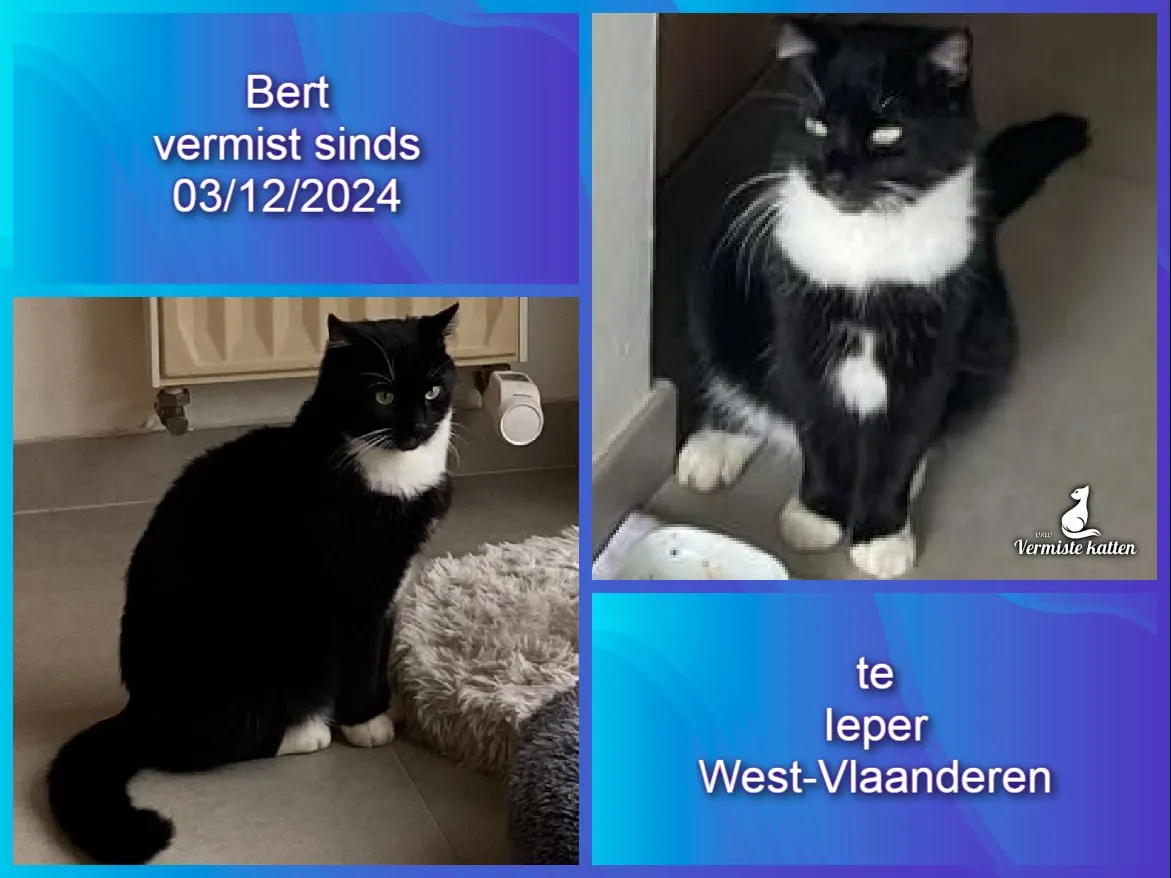 Bert