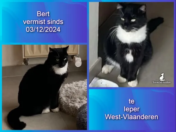 Bert