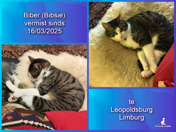 Biber (Bibsie)