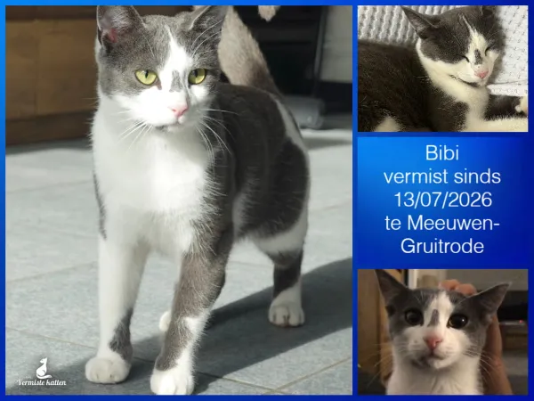 Bibi
