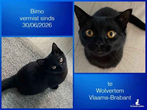 Bimo
