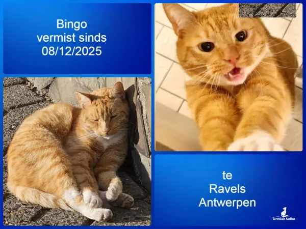 Bingo