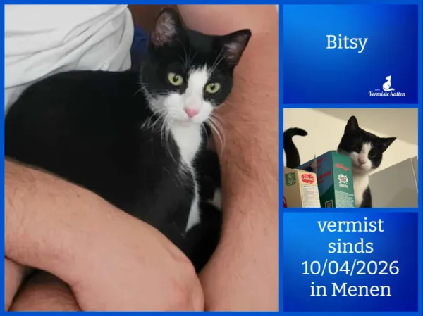 Bitsy