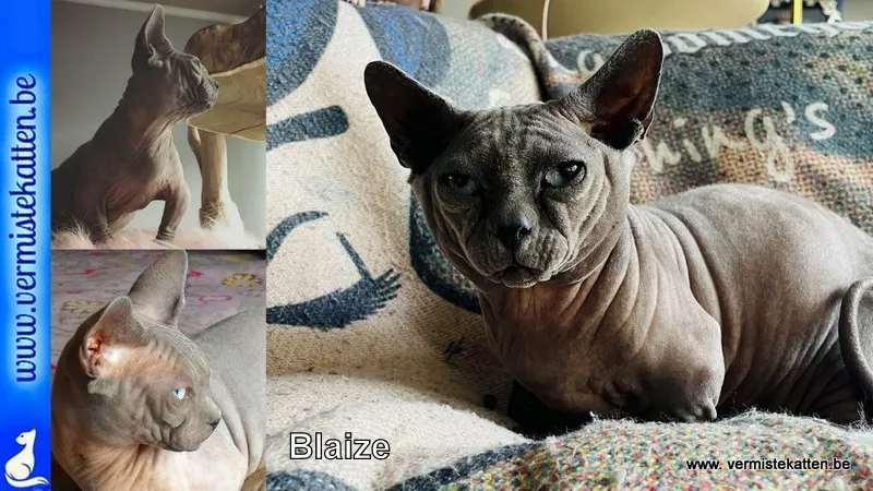 Blaize