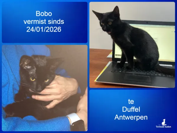 Bobo
