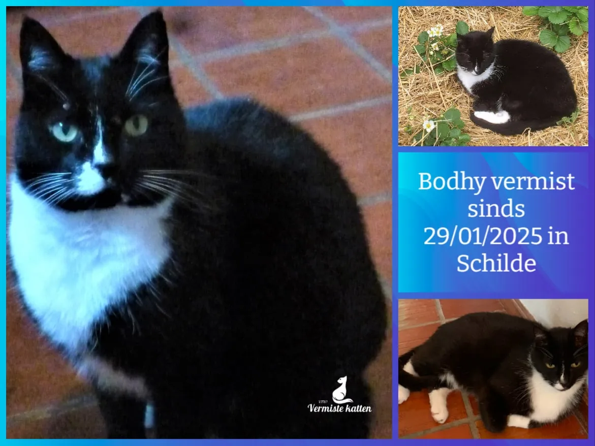 Bodhy