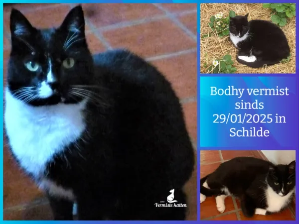 Bodhy