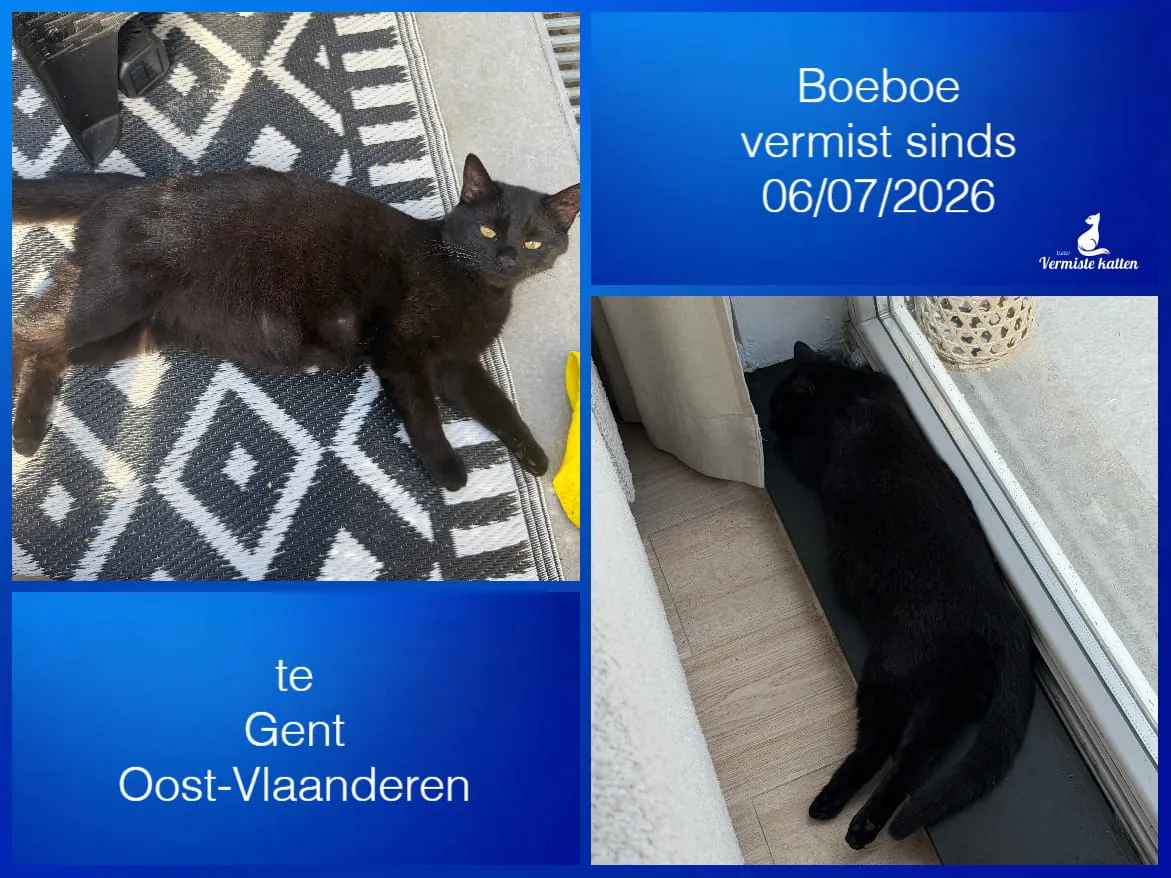 Boeboe