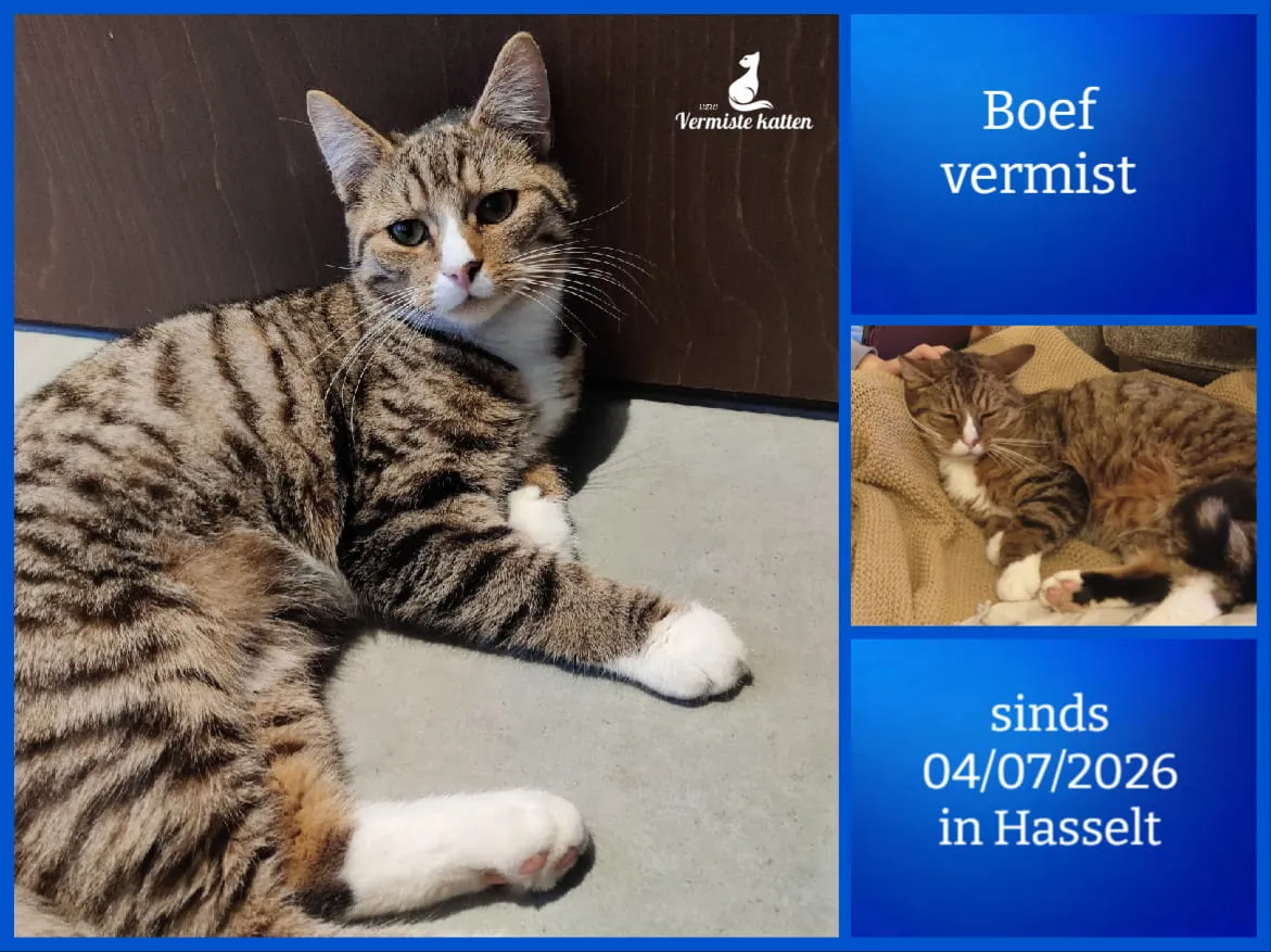 Boef