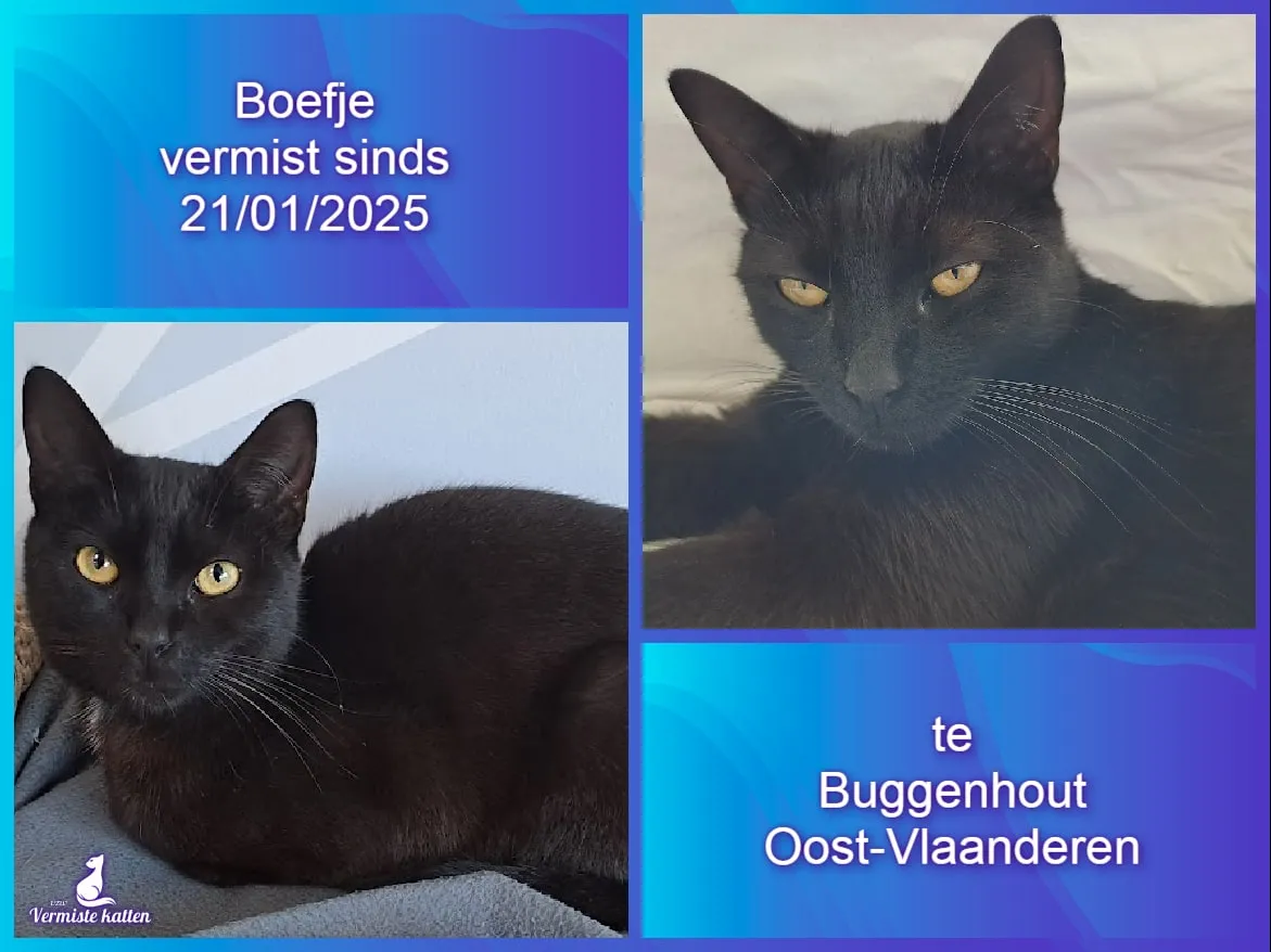 Boefje