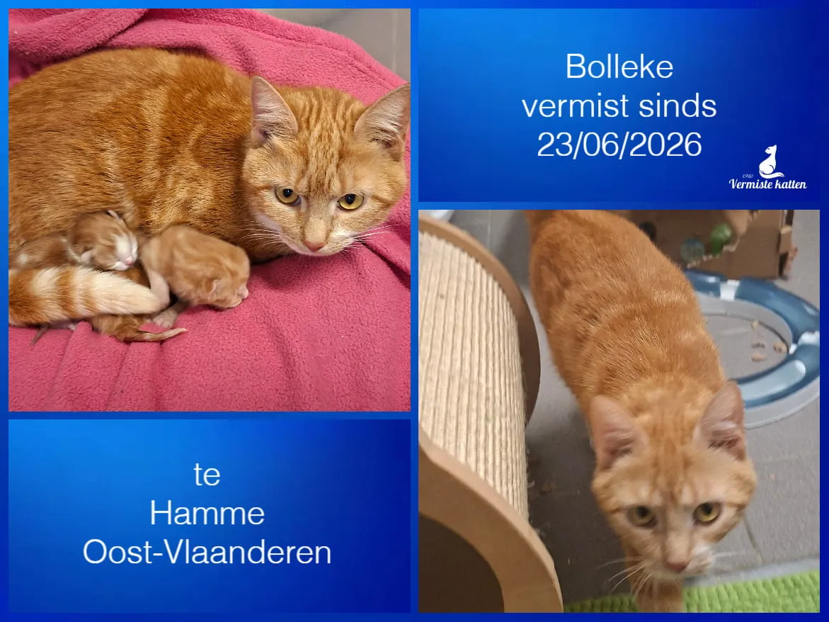 Bolleke