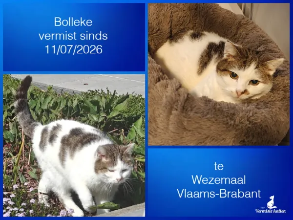 Bolleke