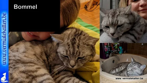 Bommel