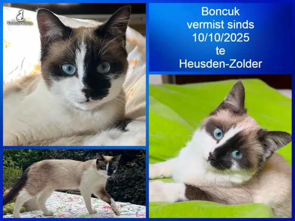 BONCUK