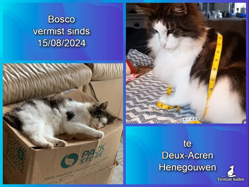 Bosco