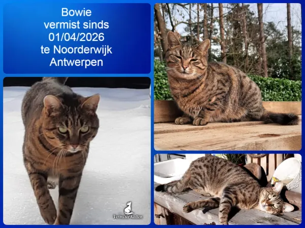 Bowie