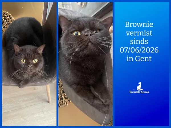 Brownie