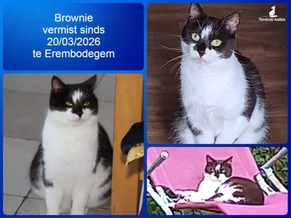 Brownie