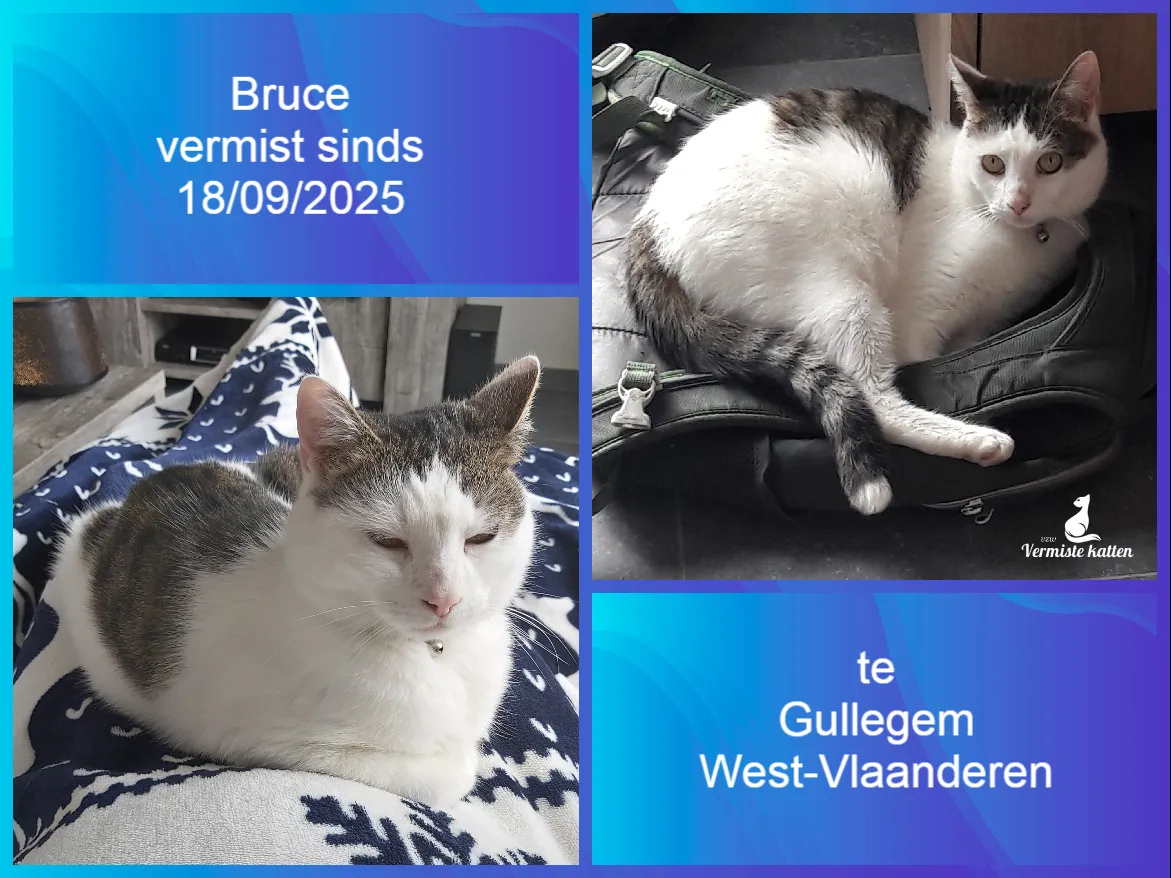 Bruce