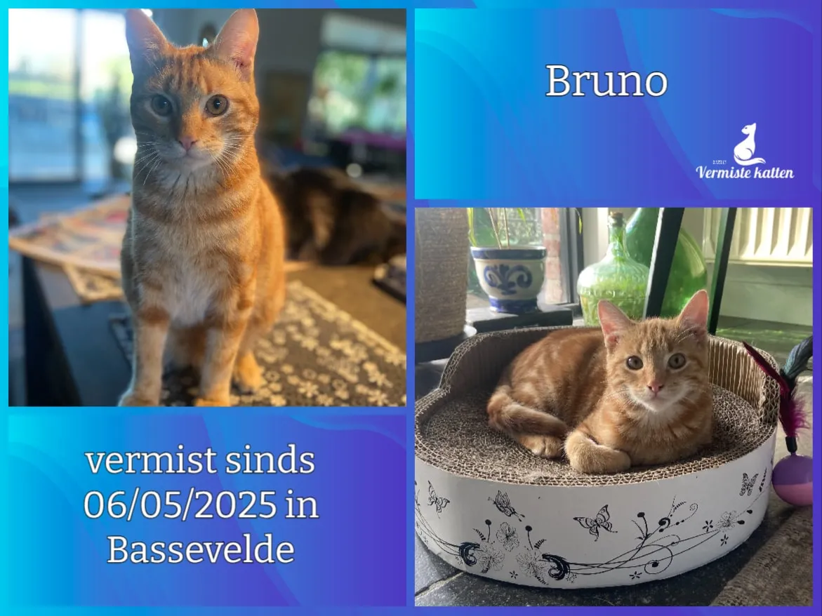 Bruno