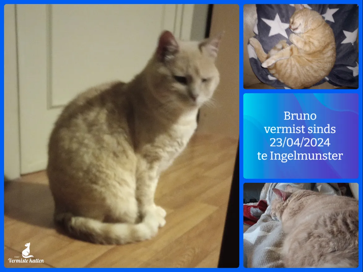 Bruno