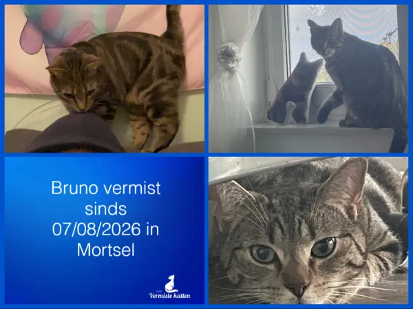 Bruno