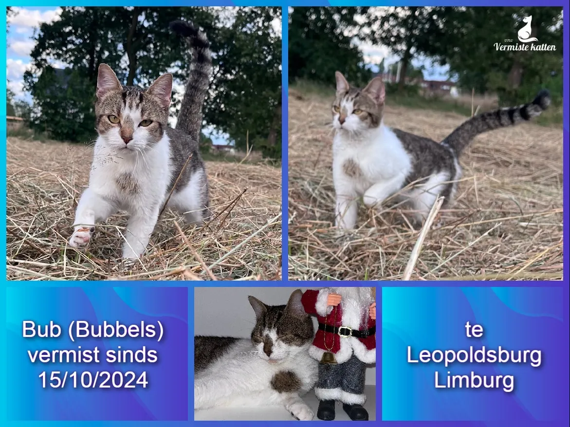 Bub(bubbels)