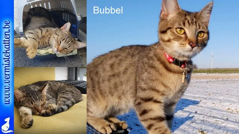 Bubbel