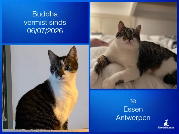 Buddha