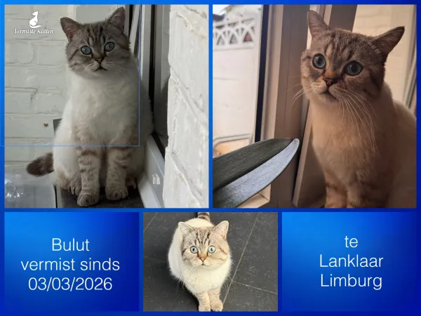 Bulut