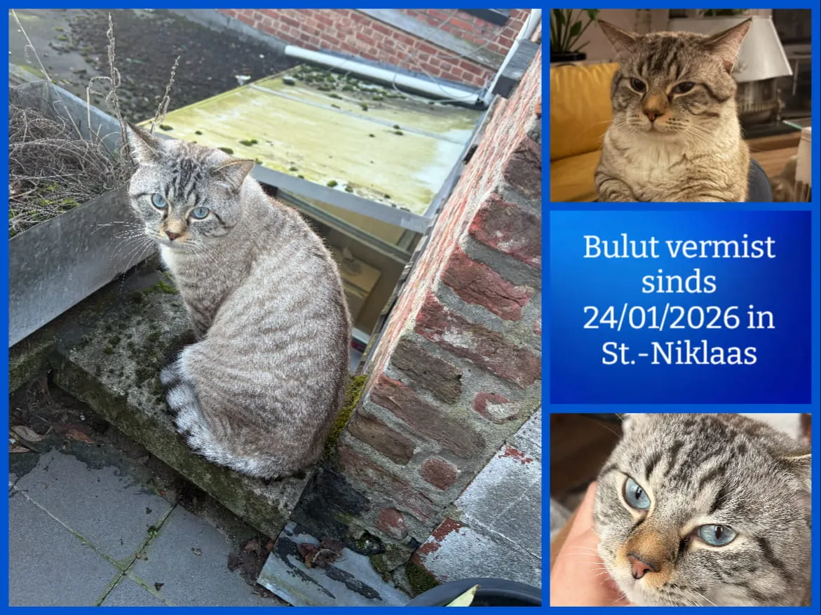 Bulut