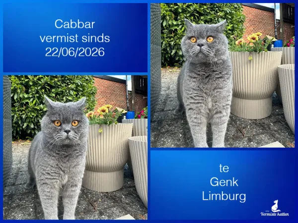 Cabbar