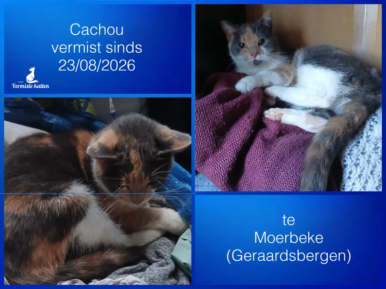 Cachou