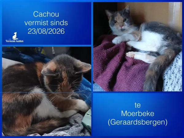 Cachou